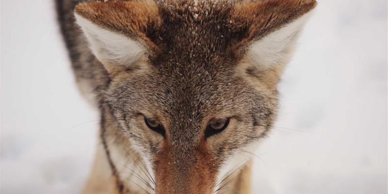 管理咨询新范式：以流程挖掘与自动化驱动组织效能跃升与成本结构性优化